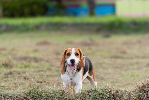 Close up of cute young Beagle playing in field