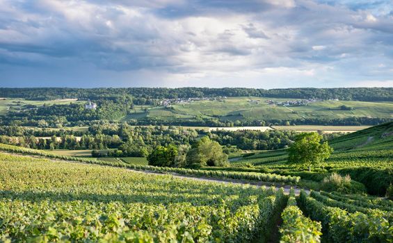 vineyards in countryside of marne valley south of reims in french region champagne ardenne