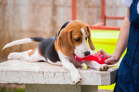 Cute beagle with his toy, animal life concept