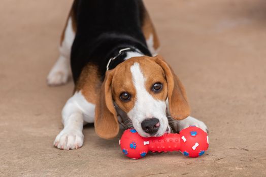 Cute beagle with his toy, animal life concept