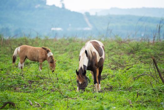 horses standing on the grass field