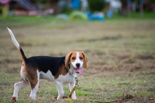 Close up of cute young Beagle playing in field