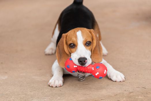 Cute beagle with his toy, animal life concept