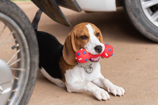 Cute beagle with his toy, animal life concept