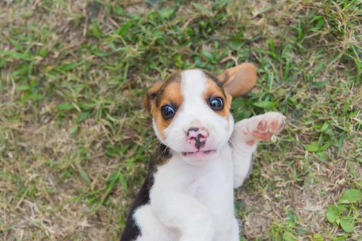 puppy beagle playing on the grass floor