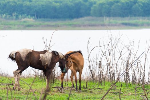 horses standing on the grass field