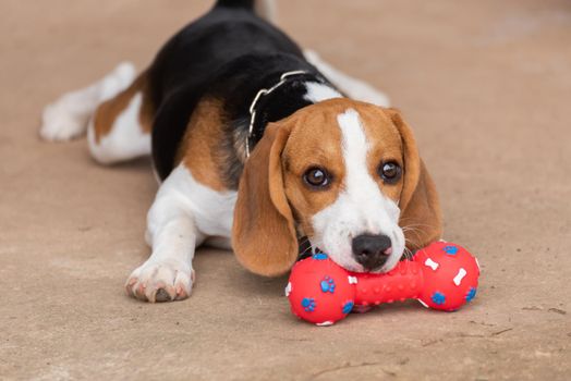Cute beagle with his toy, animal life concept