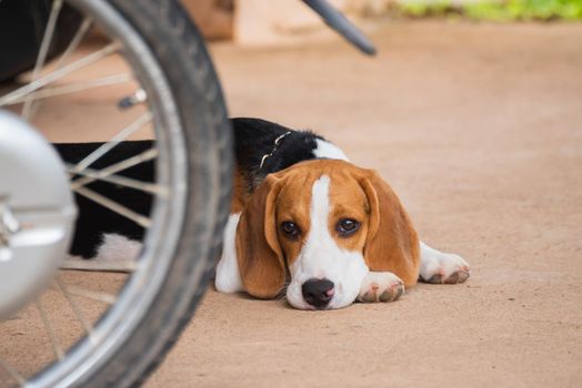 Cute beagle with his toy, animal life concept