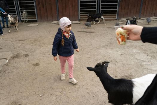 Little girl in a tactile zoo with animals and parents pass her a glass of animal treats.. Kyiv zoo. October 2020. Kyiv, Ukraine