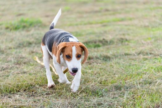 Close up of cute young Beagle playing in field