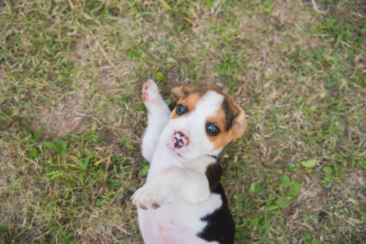 puppy beagle playing on the grass floor