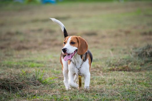 Close up of cute young Beagle playing in field