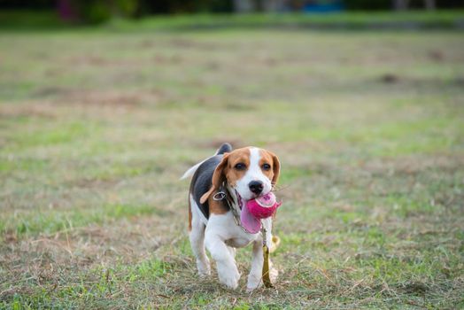 Close up of cute young Beagle playing in field
