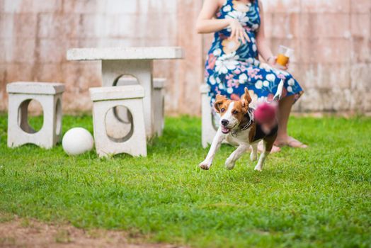 beagle dog running on the grass floor