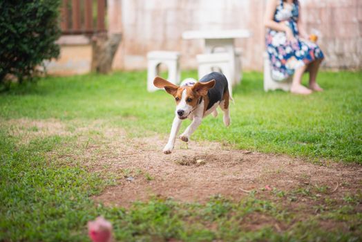 beagle dog running on the grass floor