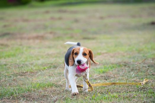 Close up of cute young Beagle playing in field