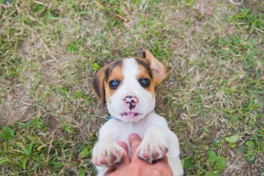 puppy beagle playing on the grass floor