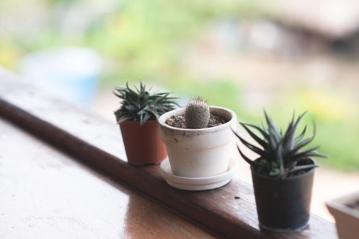 cactus on the wood table