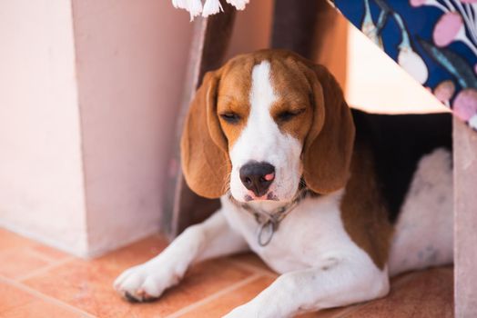 puppy beagle sleep on the floor