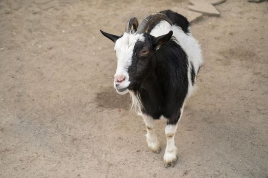 Black and white goat looking at the camera of visiter in zoo park. The begging gaze of an animal waiting to be gorged.