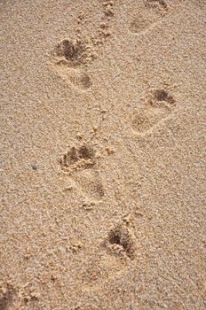 Close up child barefoot footprints on sand sea shore, high angle view, personal perspective