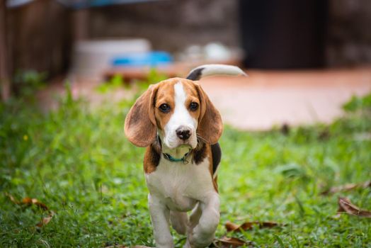 portrait of puppy beagle on the floor