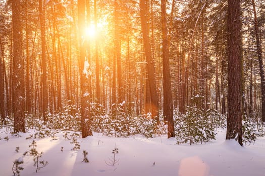 Sunset or sunrise in the winter pine forest covered with a snow. Rows of pine trunks with the sun's rays passing through them. Snowfall.