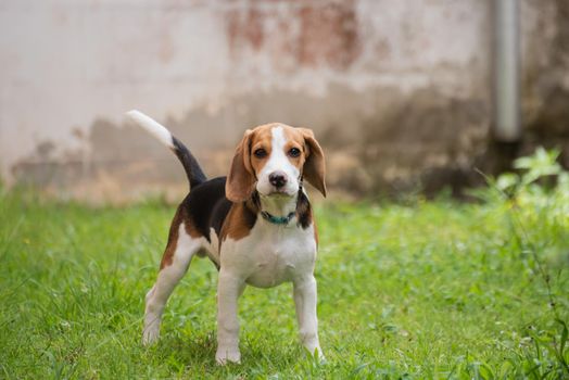 Cute beagle dog running on the grass