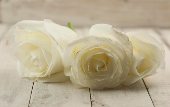 Bouquet of white wedding roses on wood background with floral petals. Close up