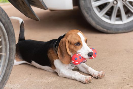 Cute beagle with his toy, animal life concept