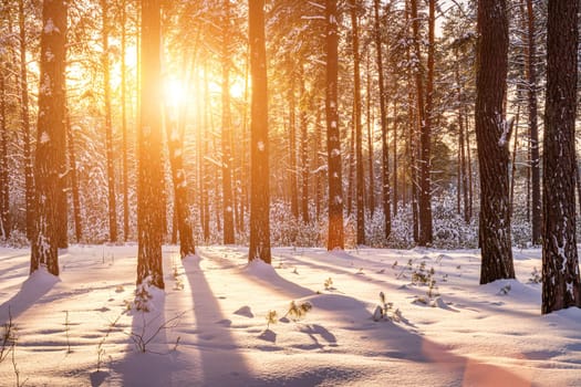 Sunset or sunrise in the winter pine forest covered with a snow. Rows of pine trunks with the sun's rays passing through them. Snowfall.