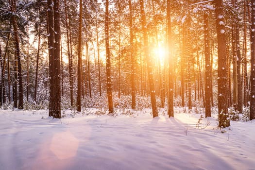 Sunset or sunrise in the winter pine forest covered with a snow. Rows of pine trunks with the sun's rays passing through them. Snowfall.