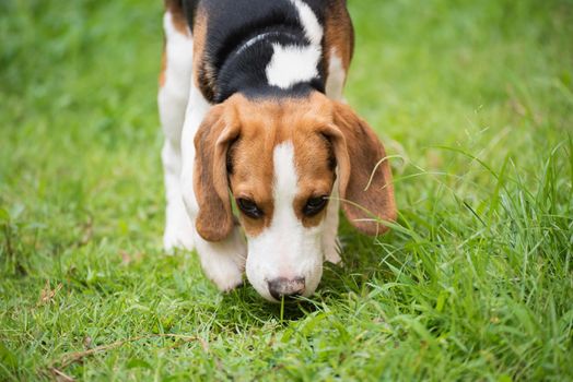 Cute beagle dog running on the grass