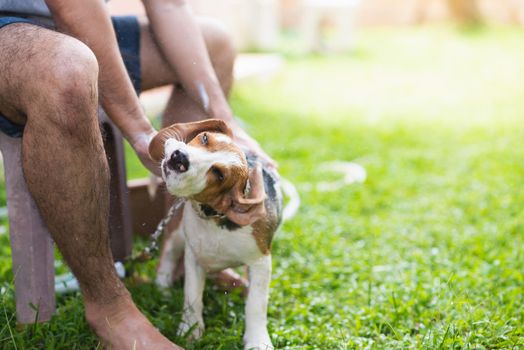 Cute puppy beagle taking a shower