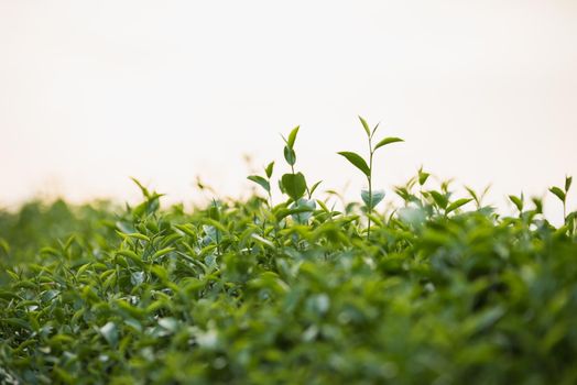 Green tea and fresh leaves