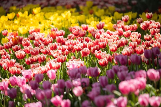 tulips flowers in the garden