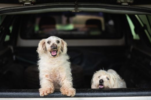 white dog get sick in a car