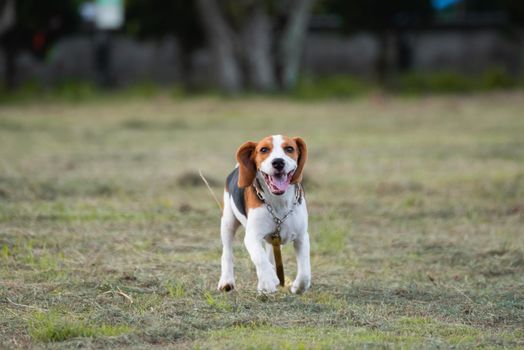 Close up of cute young Beagle playing in field