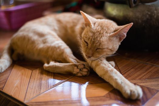 cat sleep on the table