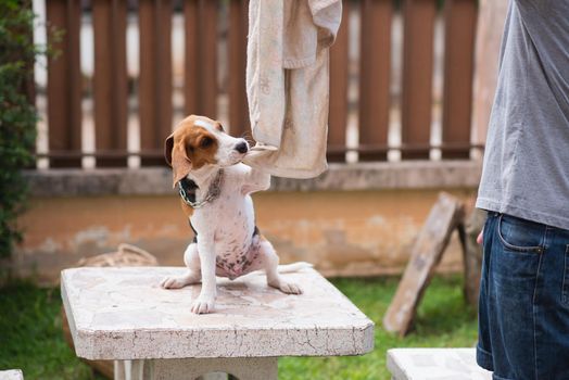 cute puupy beagle playing with his owner