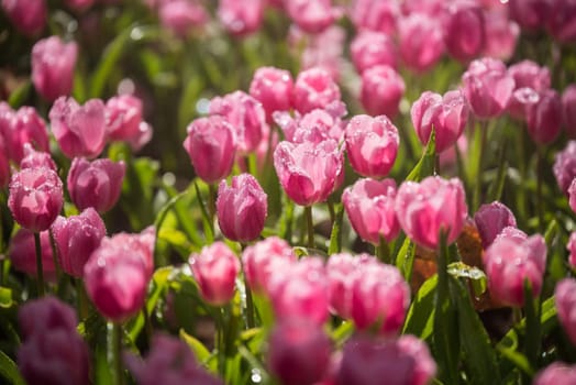 tulips flowers in the garden