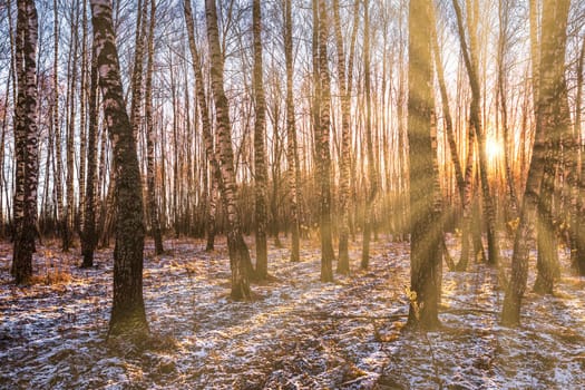 Sunset or sunrise in a birch grove with a first winter snow on earth. Rows of birch trunks with the sun's rays passing through them.