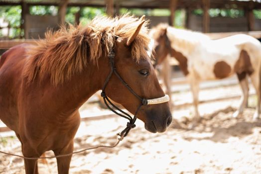 horse in the cage at the zoo