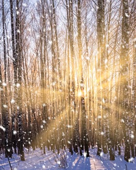 Sunset or sunrise in a birch grove with a falling snow. Rows of birch trunks with the sun's rays passing through them. Snowfall.