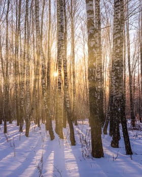 Sunset or sunrise in a birch grove with a winter snow on earth. Rows of birch trunks with the sun's rays passing through them.