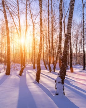 Sunset or sunrise in a birch grove with a winter snow on earth. Rows of birch trunks with the sun's rays passing through them.