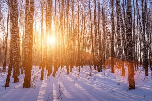 Sunset or sunrise in a birch grove with a winter snow on earth. Rows of birch trunks with the sun's rays passing through them.