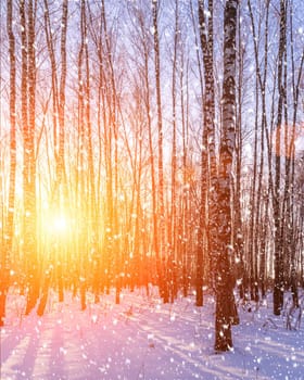 Sunset or sunrise in a birch grove with a falling snow. Rows of birch trunks with the sun's rays passing through them. Snowfall.