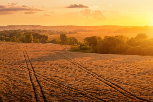 Top view of a sunset or sunrise in an agricultural field with ears of young golden rye on a sunny day. Rural landscape.