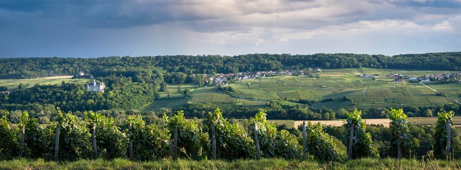 vineyards in countryside of marne valley south of reims in french region champagne ardenne